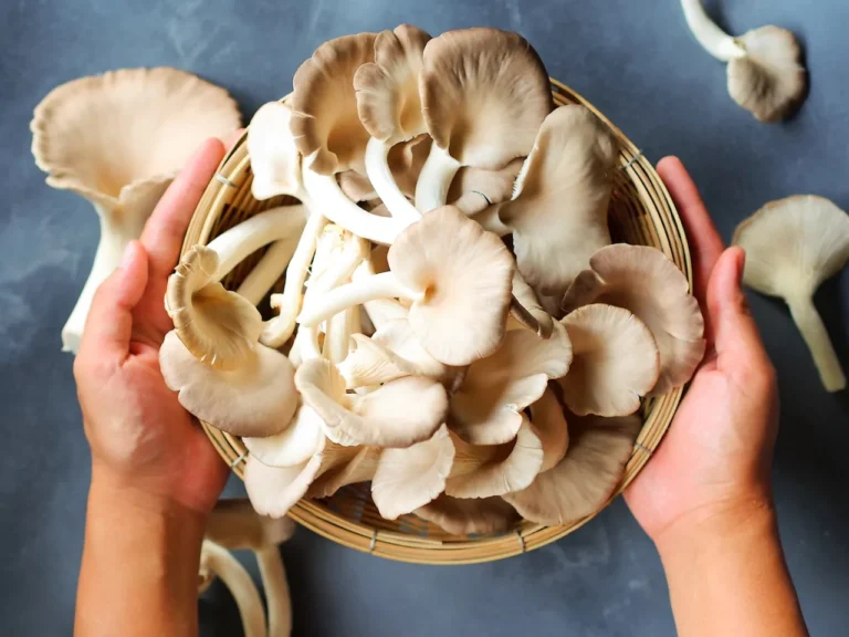 asian mushroom types oyster mushroom