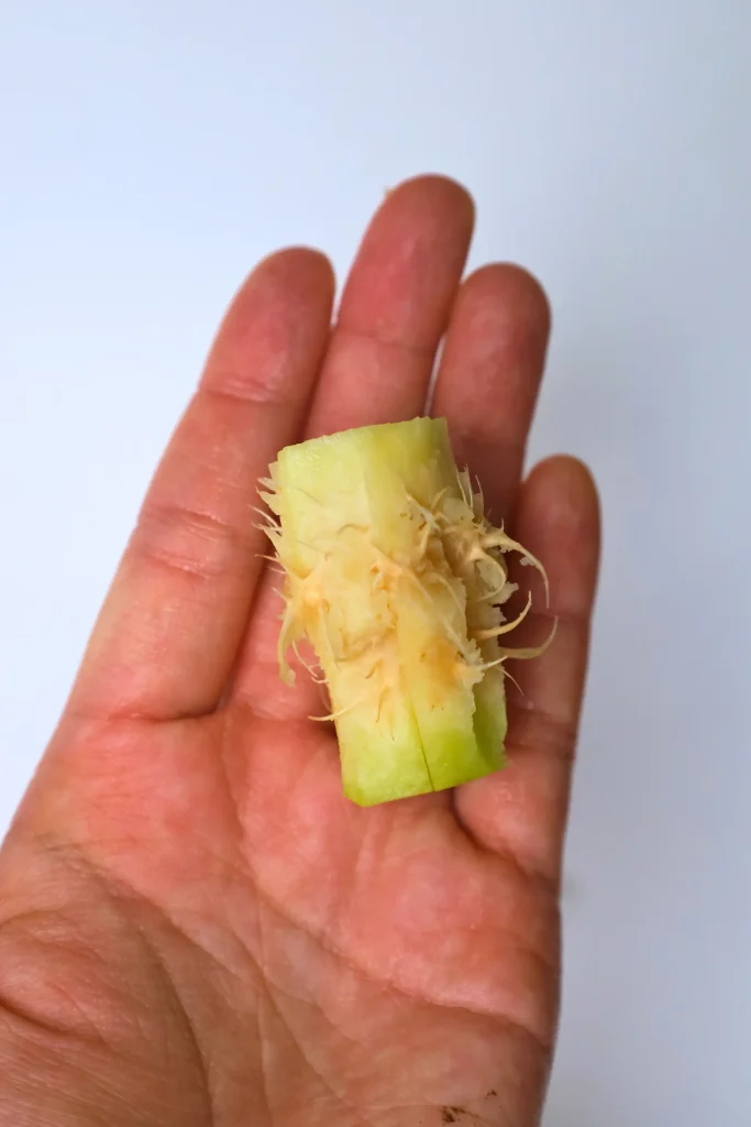 how to eat june plum